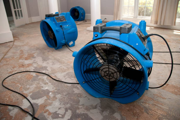 Best Mold removal after water damage  in Carlyss, LA